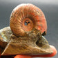 Pyritized Ammonite Fossil On Pyrite Matrix From Russia 150 MYO - 2.5" - 119.55 Grams