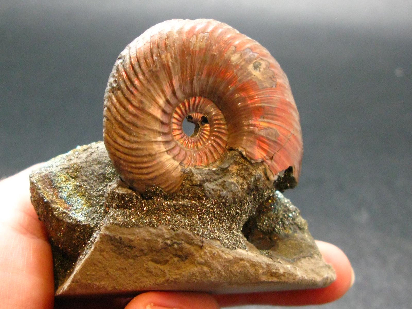 Pyritized Ammonite Fossil On Pyrite Matrix From Russia 150 MYO - 2.5" - 119.55 Grams