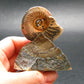 Pyritized Ammonite Fossil On Pyrite Matrix From Russia 150 MYO - 2.6" - 97.46 Grams