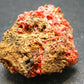 Rare Orange Crocoite Cluster From Australia - 1.6"- 34.21 Grams