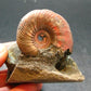 Pyritized Ammonite Fossil On Pyrite Matrix From Russia 150 MYO - 2.5" - 119.55 Grams