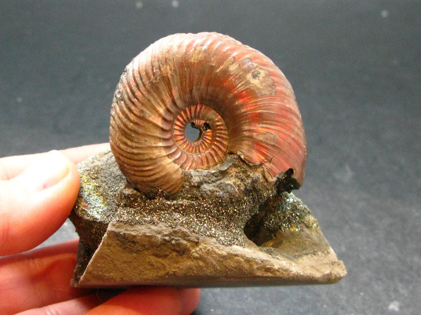 Pyritized Ammonite Fossil On Pyrite Matrix From Russia 150 MYO - 2.5" - 119.55 Grams