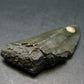 Megalodon Shark Tooth 7 MYO From S. Carolina USA - 1.8"