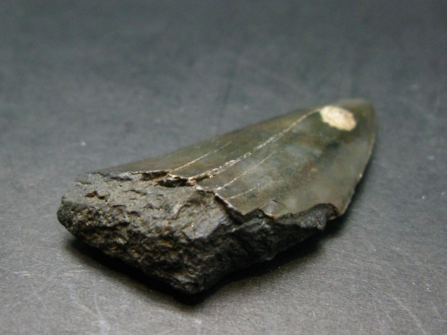 Megalodon Shark Tooth 7 MYO From S. Carolina USA - 1.8"