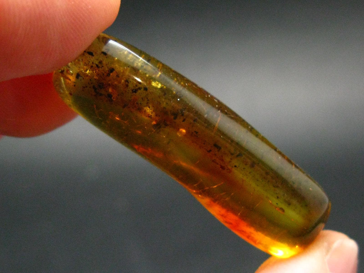 Insects in Amber Piece From Baltic Sea - 5.51 Grams - 1.8"