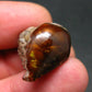 Fire Agate Crystal From Mexico - 0.9" - 7.50 Grams