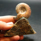 Pyritized Ammonite Fossil On Pyrite Matrix From Russia 150 MYO - 2.7" - 95.04 Grams