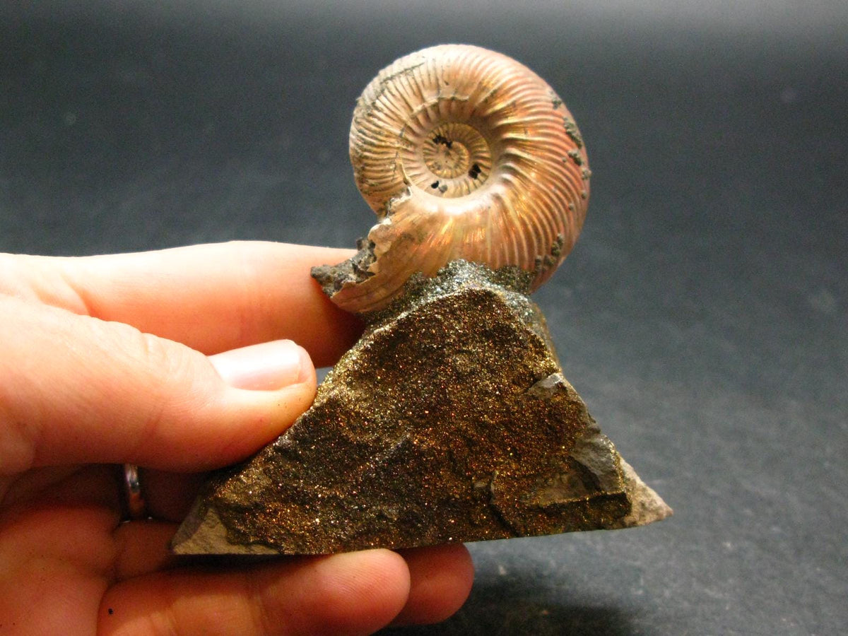 Pyritized Ammonite Fossil On Pyrite Matrix From Russia 150 MYO - 2.7" - 95.04 Grams