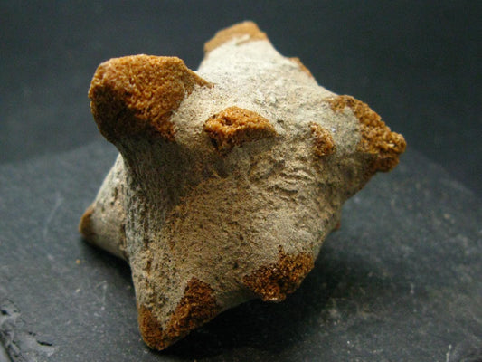 Glendonite (Ikaite after Calcite) Crystal From Russia - 2.5" - 87.86 Grams