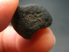 Rare Saffordite Cintamani Stone Pseudotektite from Arizona USA - 12.95 Carats - 0.6"