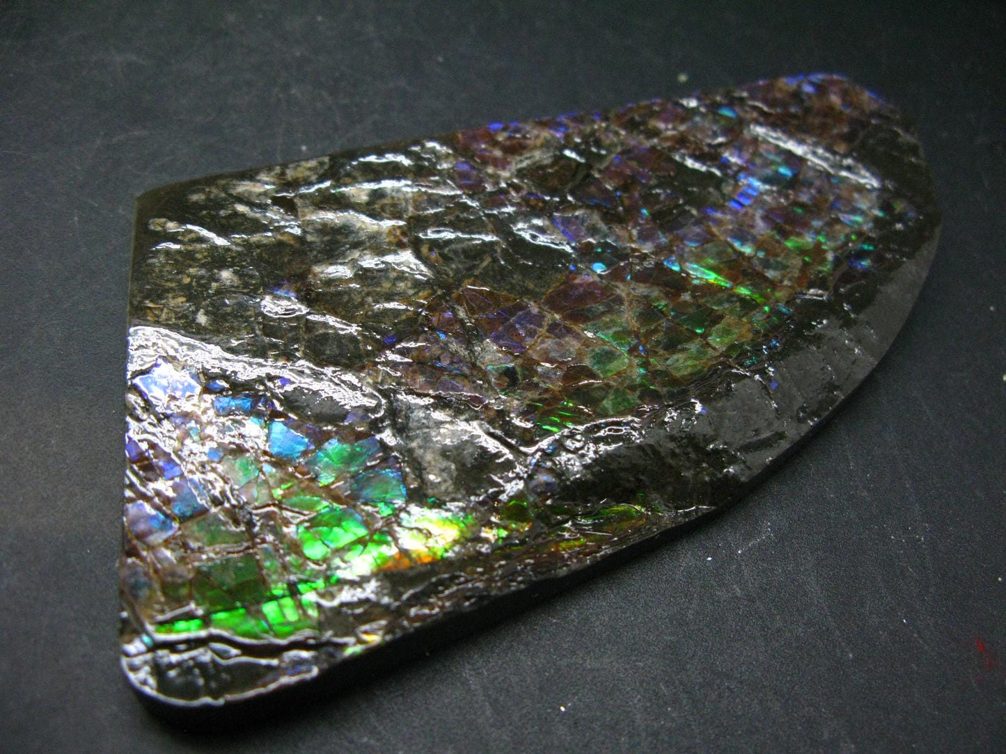 Ammolite Ammollite Fossil From Alberta Canada - 4.6" - 109.1 Grams