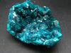 Stunning Dioptase cluster from Congo - 3.5"