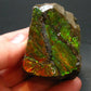 Ammolite Ammollite Fossil From Alberta Canada - 1.8" - 91.72 Grams