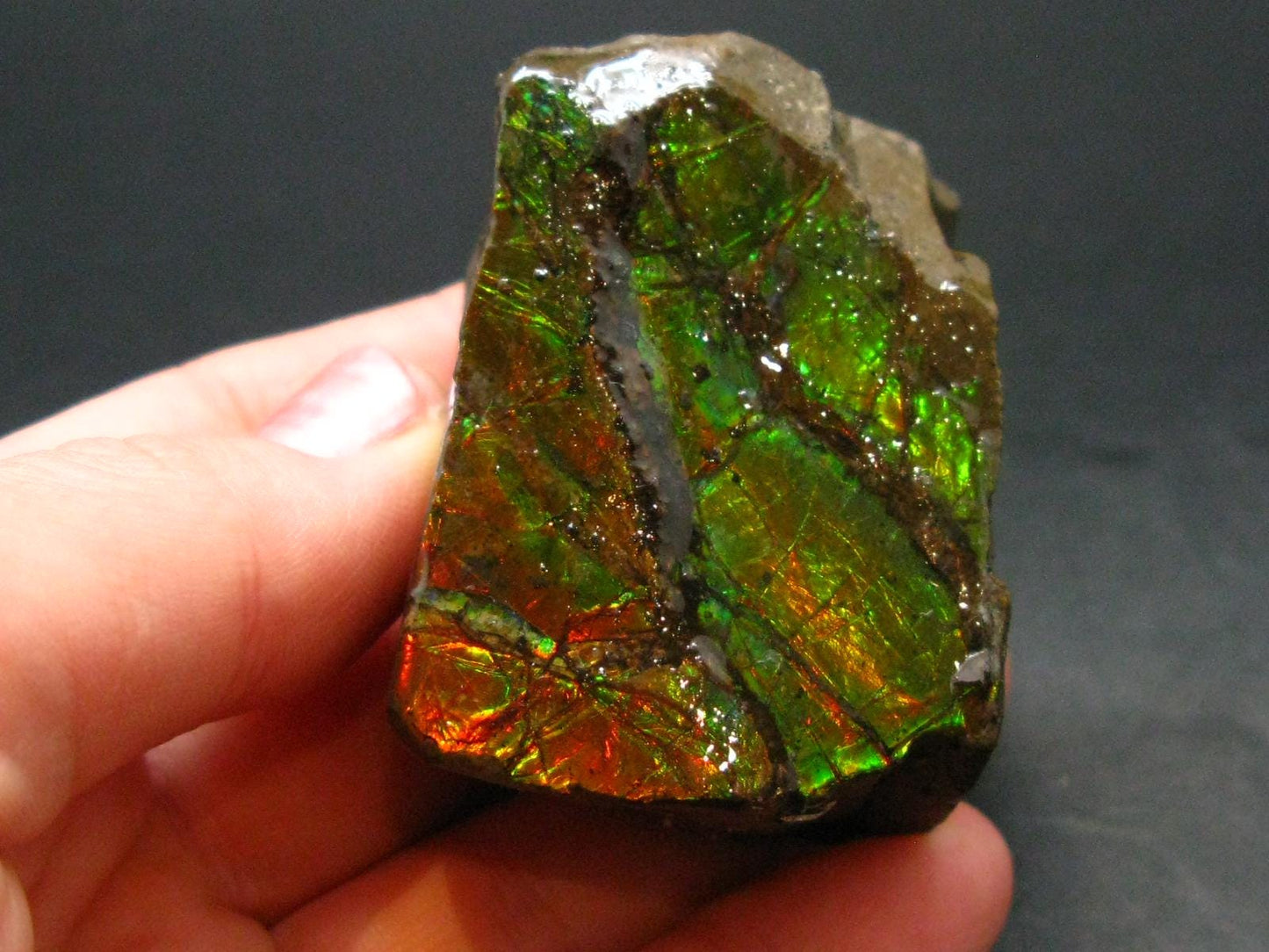 Ammolite Ammollite Fossil From Alberta Canada - 1.8" - 91.72 Grams