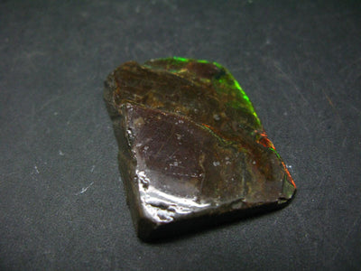 Ammolite Ammollite Fossil From Alberta Canada - 1.4" - 11.7 Grams