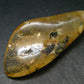 Insects in Amber Piece From Colombia - 6.67 Grams - 2.1"