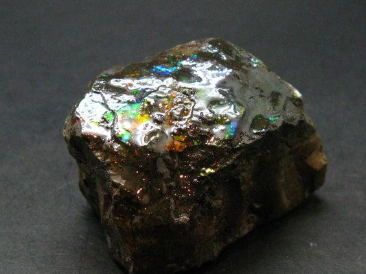 Ammolite Ammollite Fossil From Alberta Canada - 1.9" - 111.30 Grams
