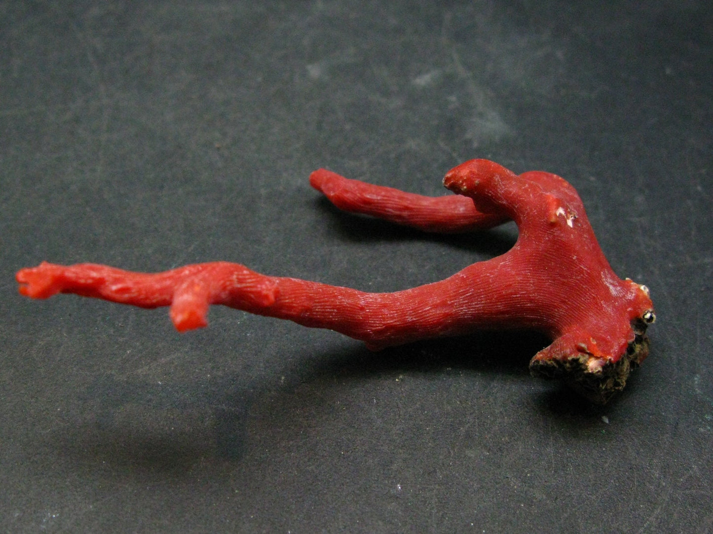 Rare Natural Red Coral From China Sea - 2.8" - 8.8 Grams