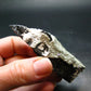 Perfect Wolframite Crystal from Portugal - 3.1"