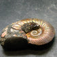 Pyritized Ammonite Fossil From Russia 150 MYO - 1.6" - 26.41 Grams