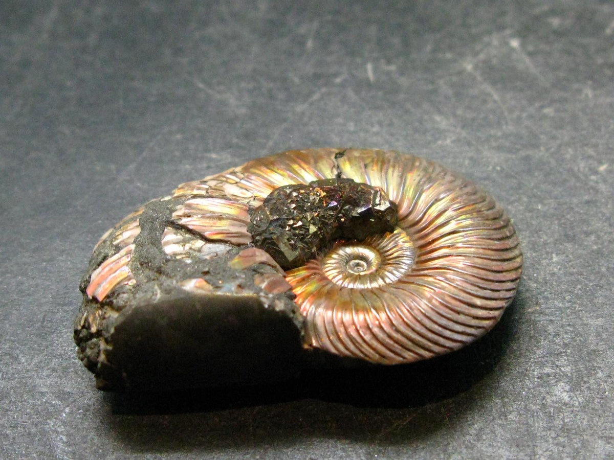 Pyritized Ammonite Fossil From Russia 150 MYO - 1.6" - 26.41 Grams