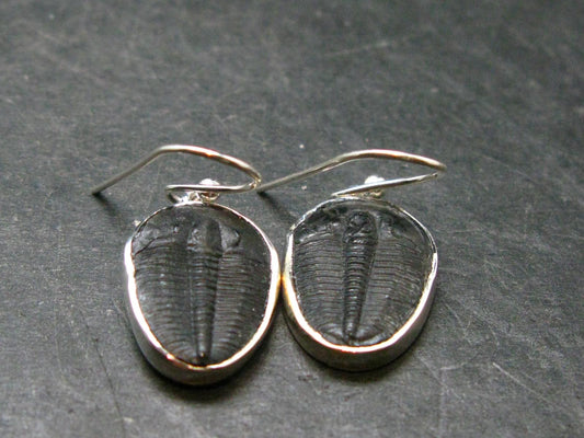 Trilobite Silver Earrings from USA - 1.3" - 3.68 Grams