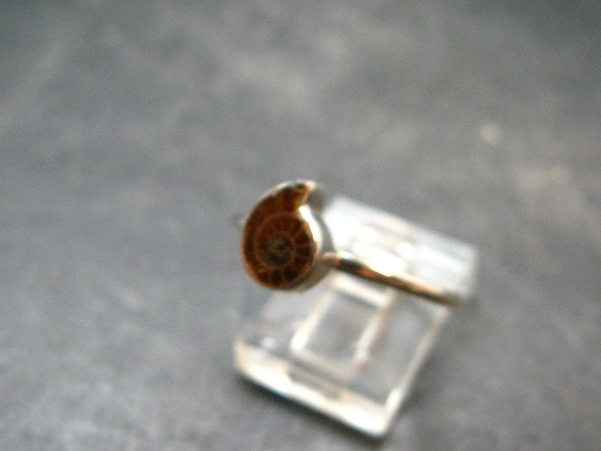 Natural Whole Polished Agatized Ammonite Cleoniceras Sterling Silver Ring from Madagascar - 1.97 Grams - Size 9