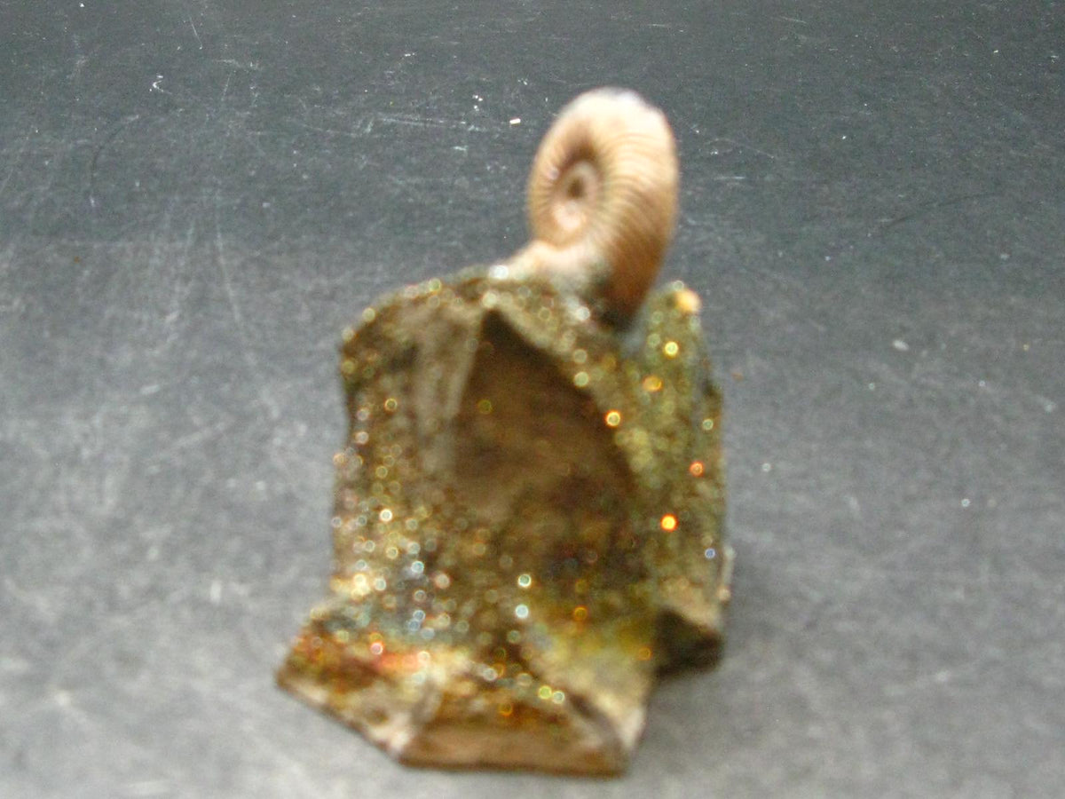 Pyritized Ammonite Fossil On Pyrite Matrix From Russia 150 MYO - 1.8" - 73.72 Grams