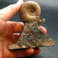 Pyritized Ammonite Fossil On Pyrite Matrix From Russia 150 MYO - 3.1" - 120.67 Grams