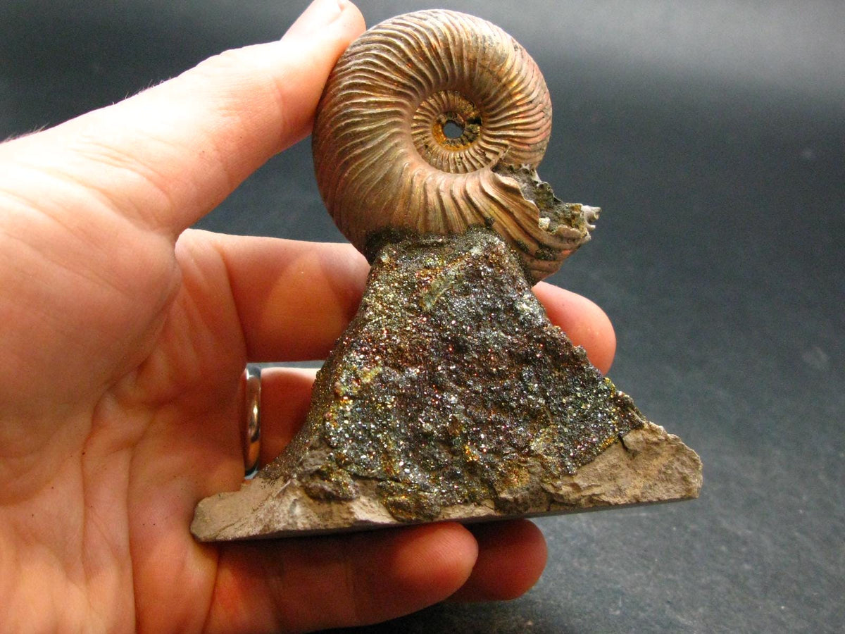 Pyritized Ammonite Fossil On Pyrite Matrix From Russia 150 MYO - 3.1" - 120.67 Grams