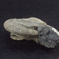 Pyritized Ammonite Fossil From Russia 150 MYO - 2.1" - 41.0 Grams