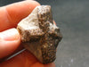 A Perfect Staurolite Crystal on Matrix from Russia - 1.4"