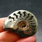 Pyritized Ammonite Fossil From Russia 150 MYO - 1.6" - 18.43 Grams