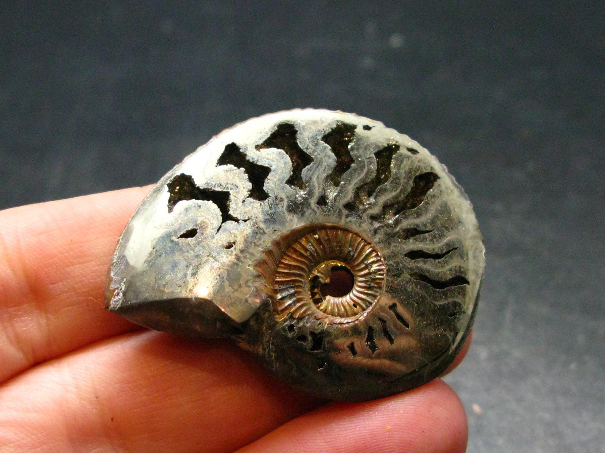 Pyritized Ammonite Fossil From Russia 150 MYO - 1.6" - 18.43 Grams