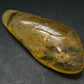 Insects in Amber Piece From Colombia - 6.67 Grams - 2.1"