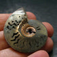 Pyritized Ammonite Fossil From Russia 150 MYO - 1.4" - 14.70 Grams