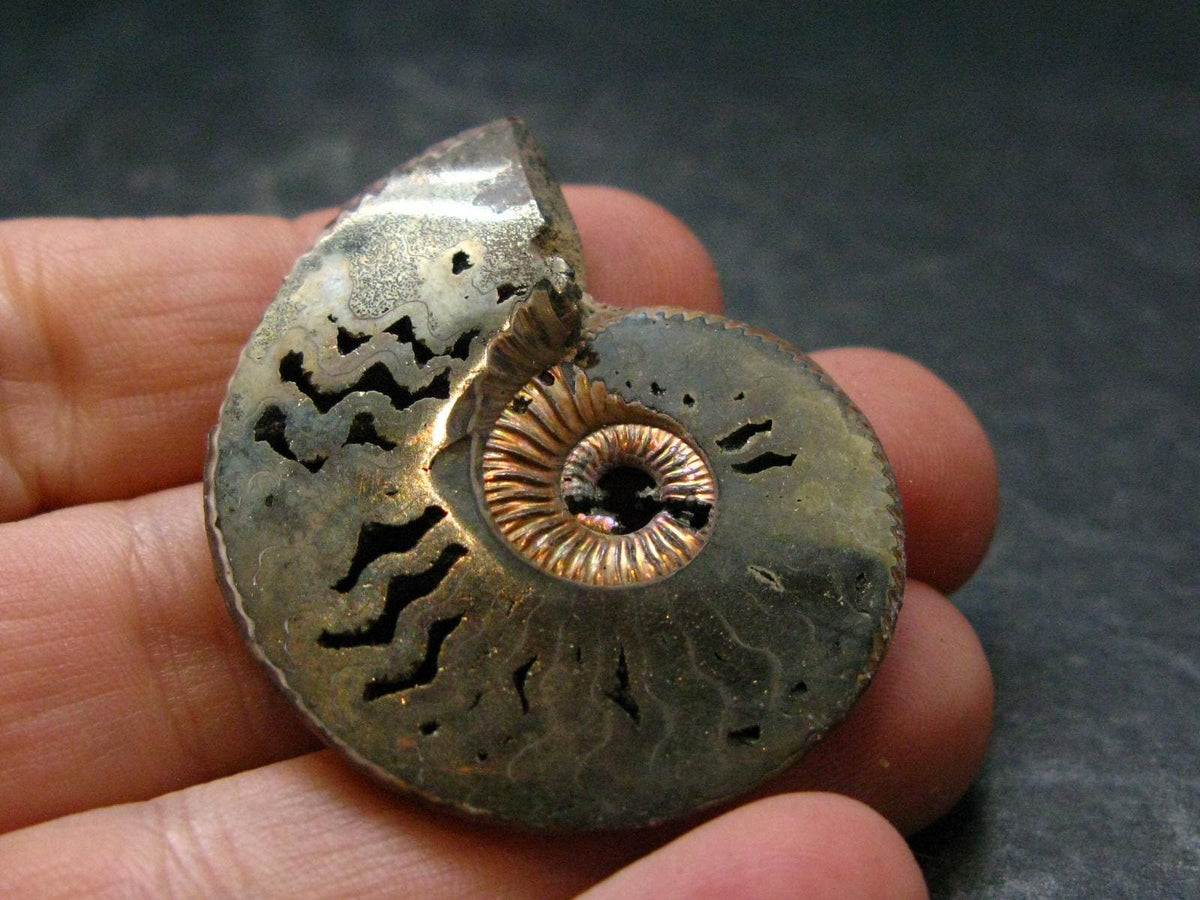 Pyritized Ammonite Fossil From Russia 150 MYO - 1.4" - 14.70 Grams