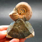 Pyritized Ammonite Fossil On Pyrite Matrix From Russia 150 MYO - 2.6" - 97.46 Grams