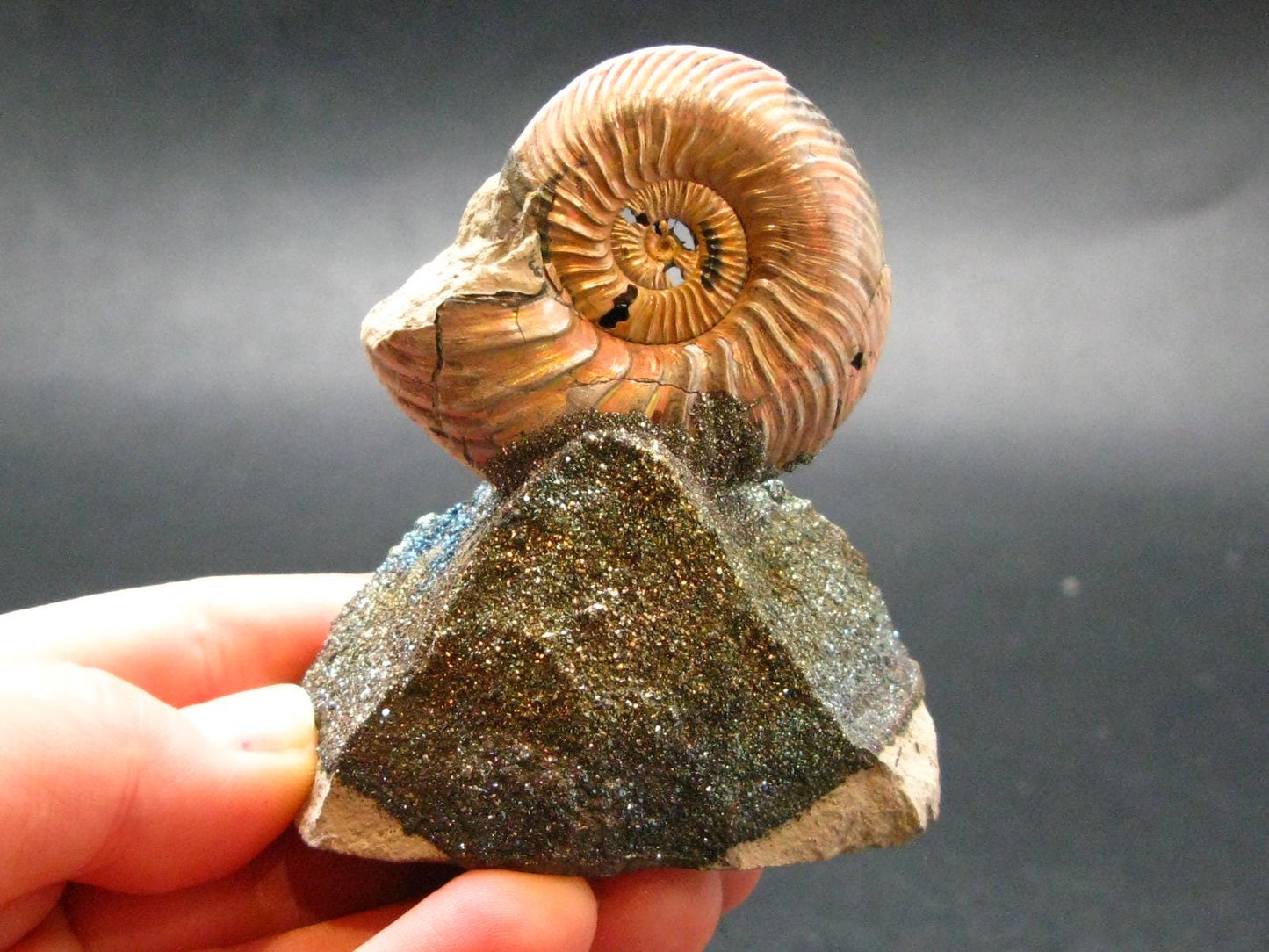 Pyritized Ammonite Fossil On Pyrite Matrix From Russia 150 MYO - 2.6" - 97.46 Grams