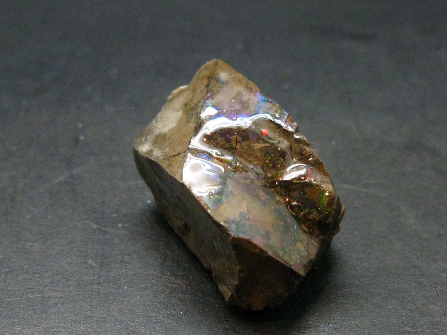 Ammolite Ammollite Fossil From Alberta Canada - 1.1" - 16.24 Grams