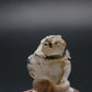 Phenakite Phenacite Crystal from Madagascar 12.29 Carats