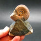 Pyritized Ammonite Fossil On Pyrite Matrix From Russia 150 MYO - 2.6" - 97.46 Grams