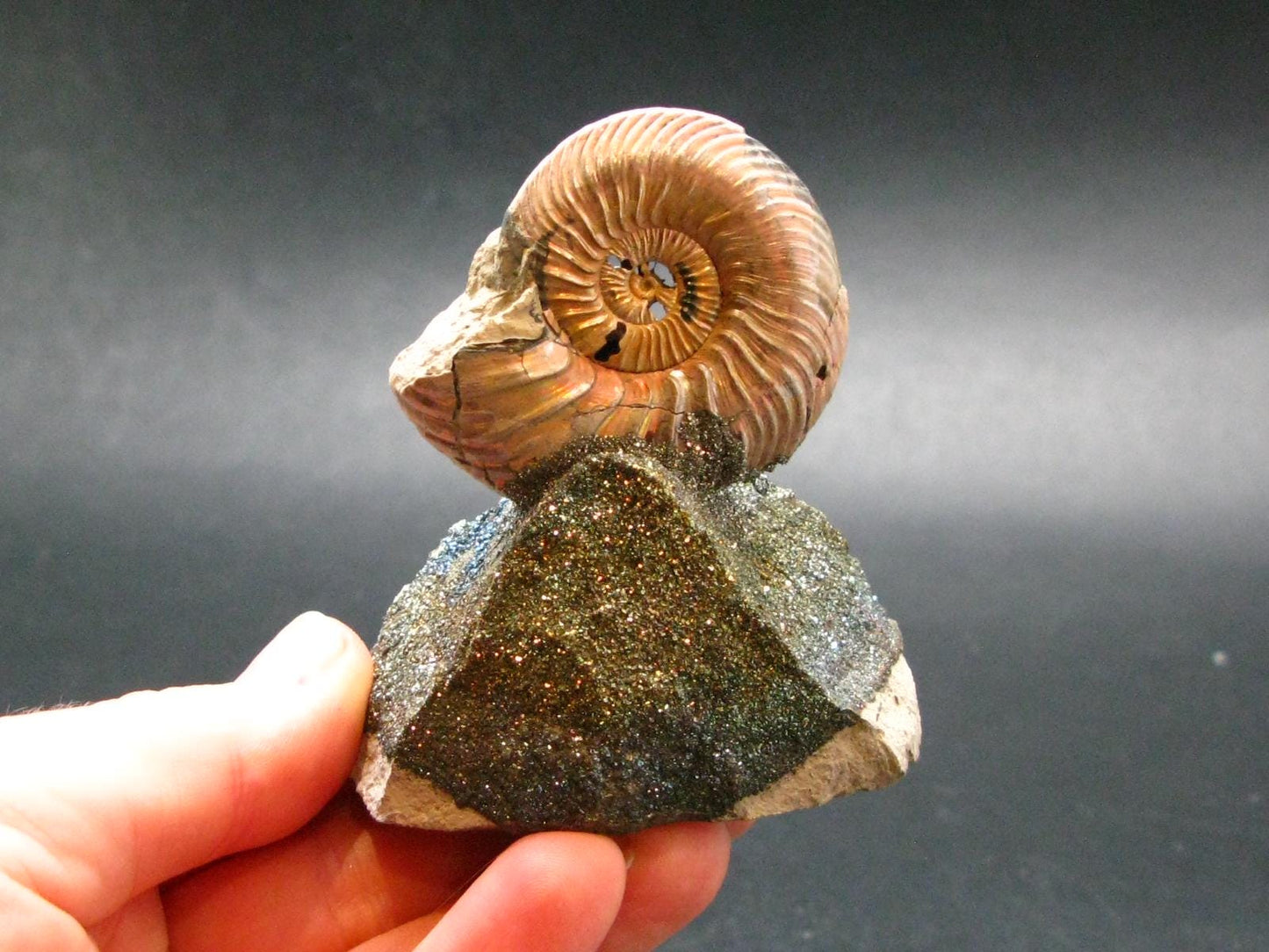 Pyritized Ammonite Fossil On Pyrite Matrix From Russia 150 MYO - 2.6" - 97.46 Grams
