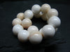 Conch Shell Genuine Bracelet ~ 7 Inches ~ 10mm Round Beads