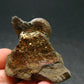Pyritized Ammonite Fossil On Pyrite Matrix From Russia 150 MYO - 1.3" - 35.72 Grams