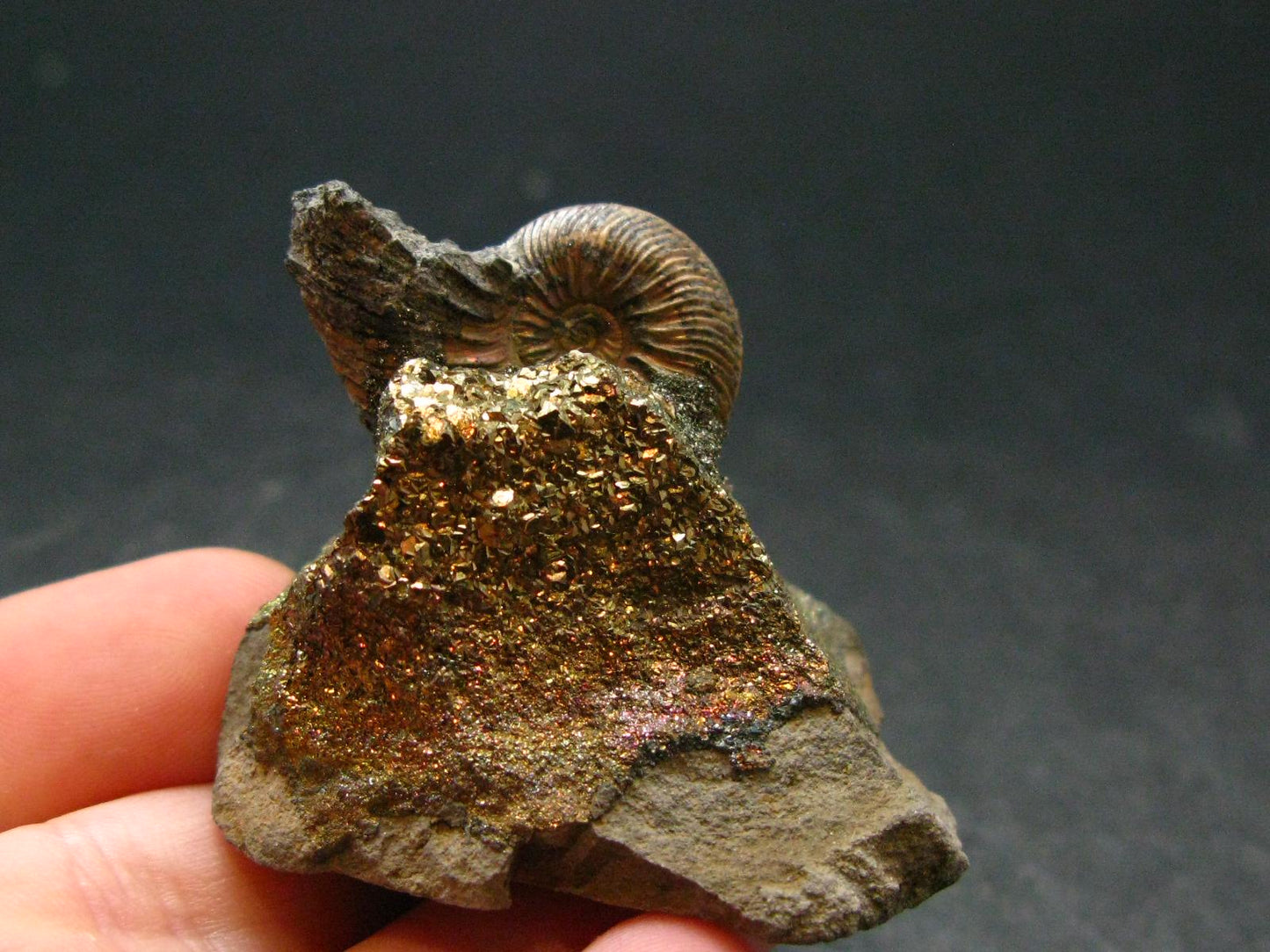 Pyritized Ammonite Fossil On Pyrite Matrix From Russia 150 MYO - 1.3" - 35.72 Grams