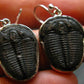 Trilobite Silver Earrings from USA - 1.3" - 4.22 Grams