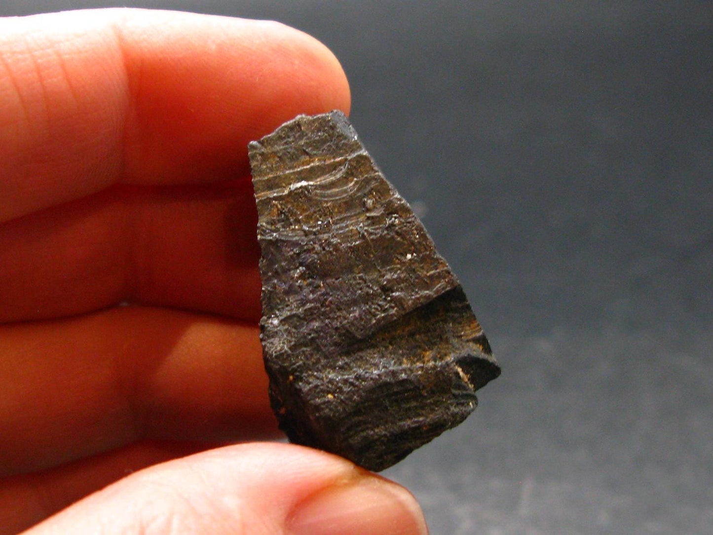 Columbite Crystal From Brazil - 1.2" - 30.10 Grams
