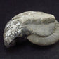 Pyritized Ammonite Fossil From Russia 150 MYO - 2.1" - 41.0 Grams