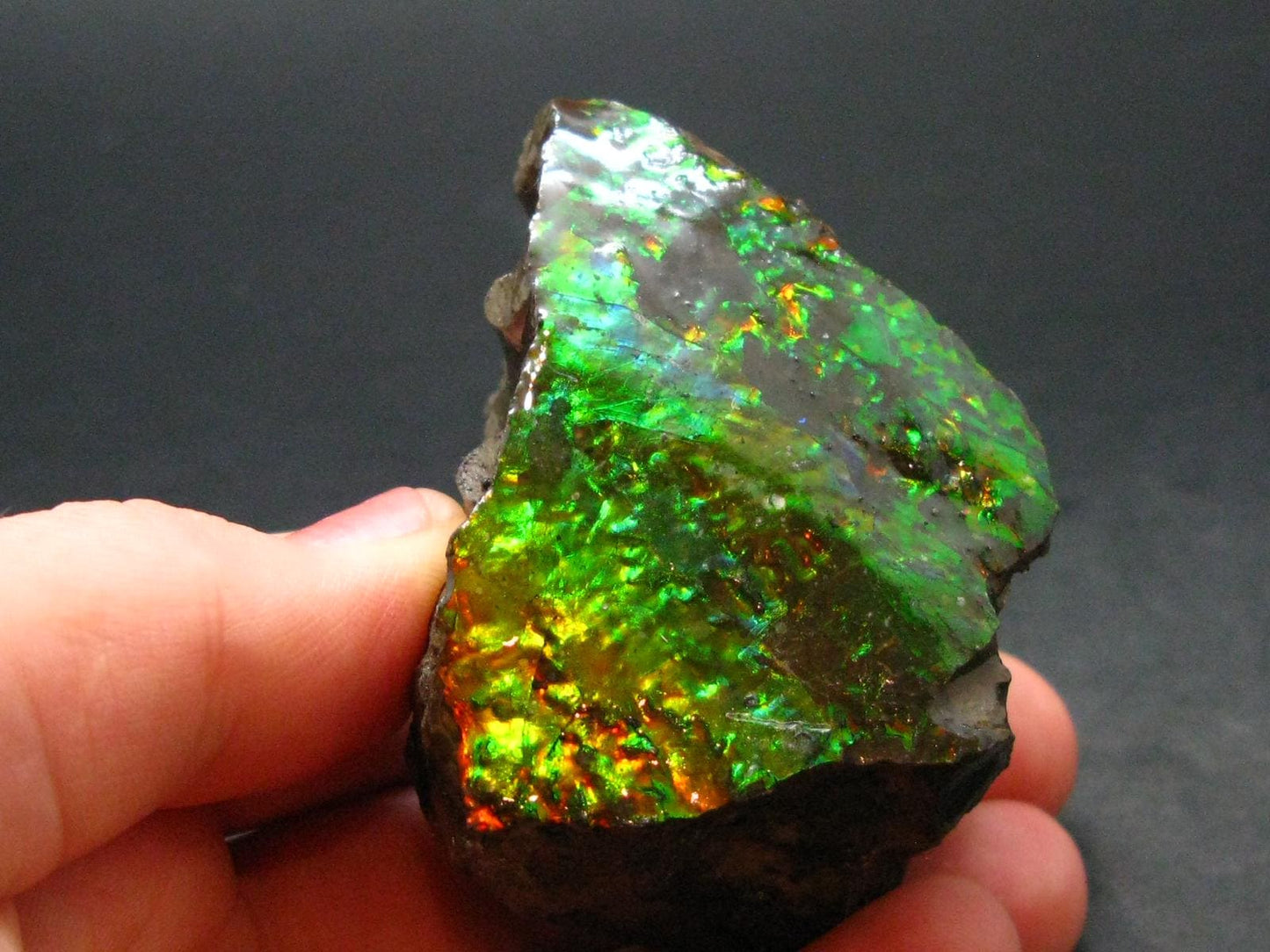 Ammolite Ammollite Fossil From Alberta Canada - 1.9" - 111.30 Grams